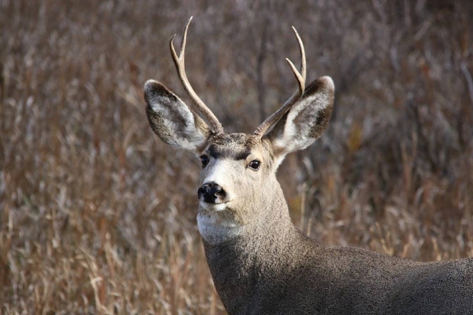 11660236_web1_180429-STI-M-mule-deer