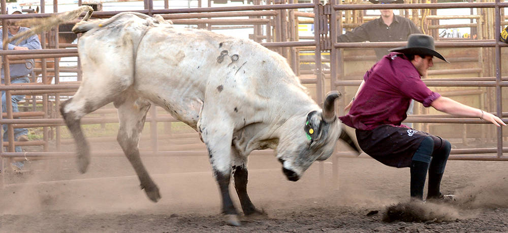 12239005_web1_lj-Bull-fighting-3211-WEB