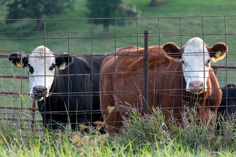 20153629_web1_200115-EXP-M-Cows