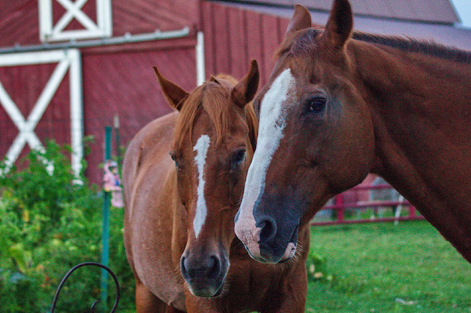 22475729_web1_200827-STI-DonaldaHorses-horses_1