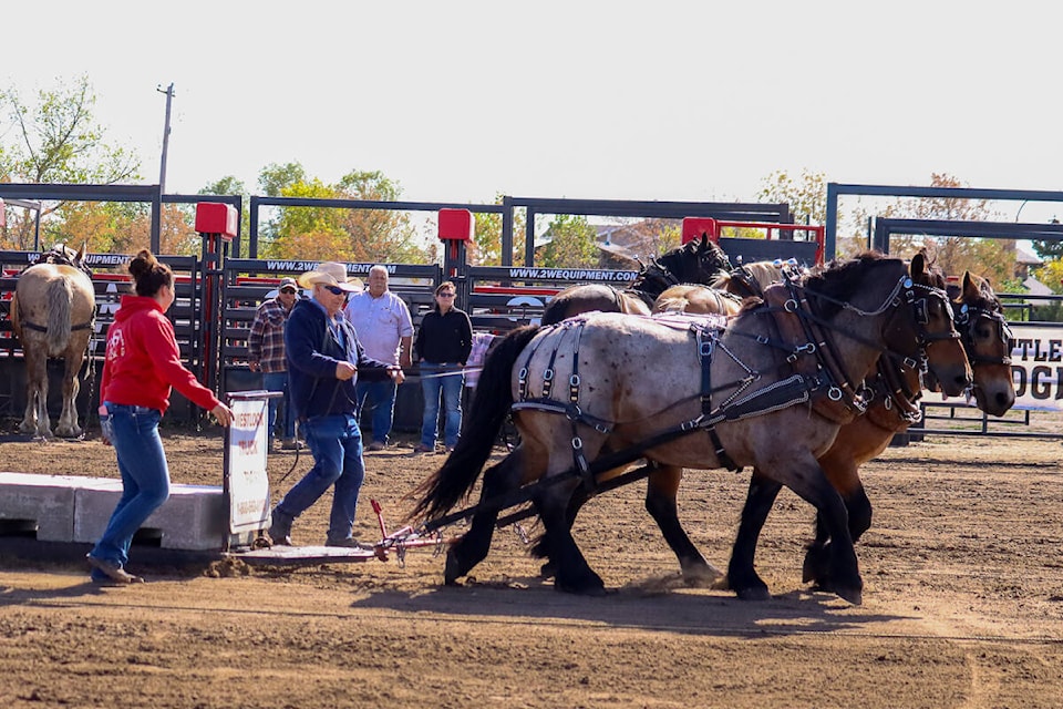 Roy Cust, and his heavy pull team of Rocky and Rio, compete in the 3,000 lbs draw of the heavy horse pull, all part of the Stettler Fall Fair on Sept. 17. (Kevin Sabo/Stettler Independent)