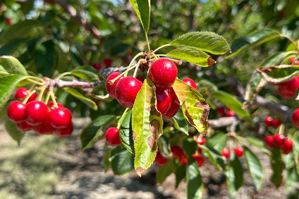 250717-sum-cherries