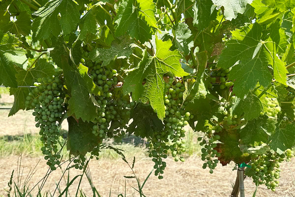 Summerland winery owner frustrated with interprovincial trade barriers