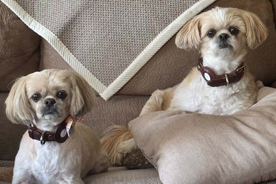 In many homes across Canada, dogs are loyal and faithful companions.