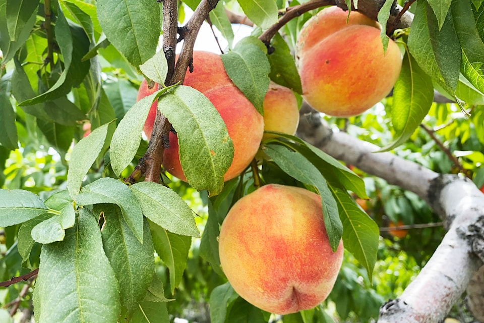 250814-bpd-quiz-peaches