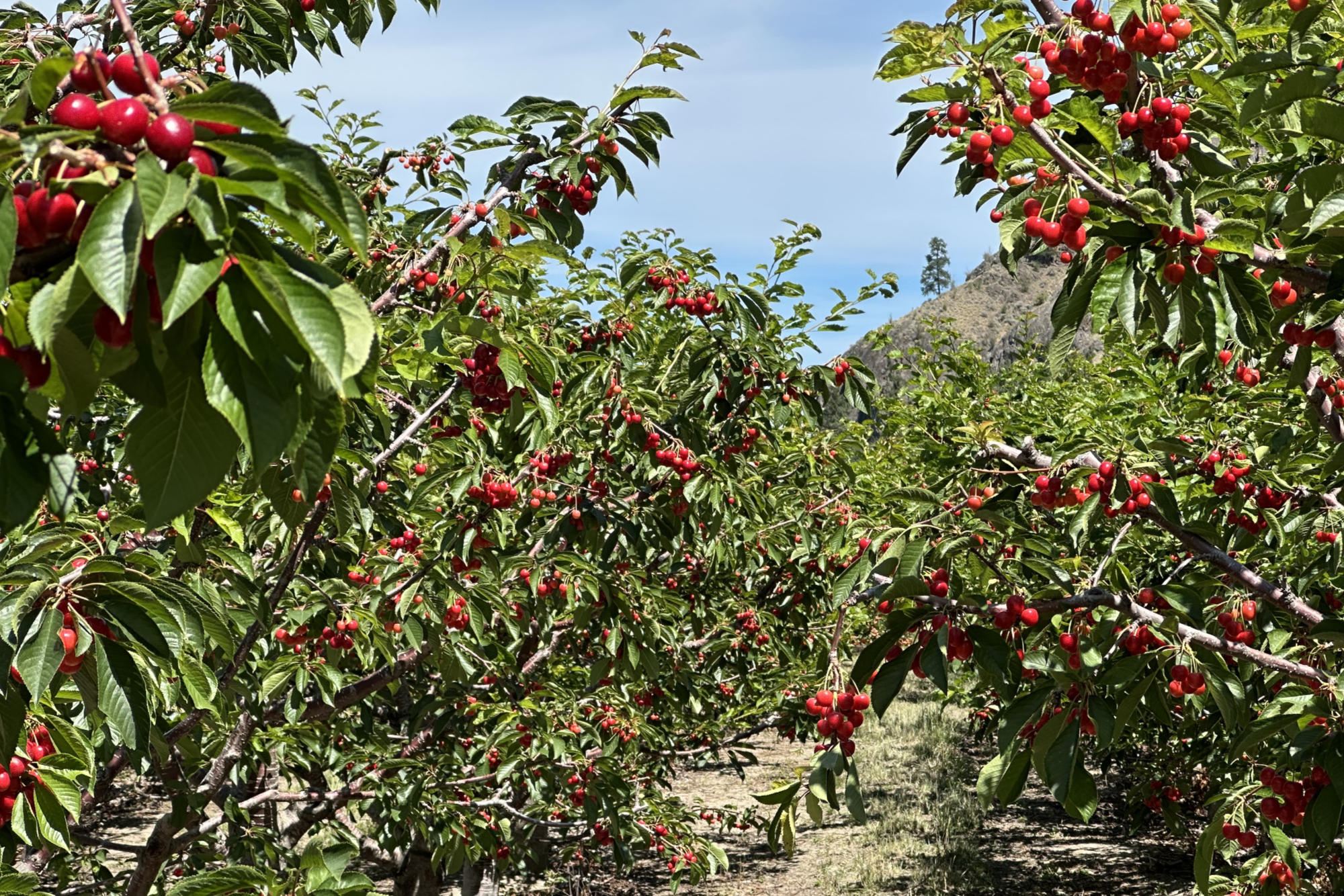 Bumper crop of cherries, but Okanagan growers face low prices