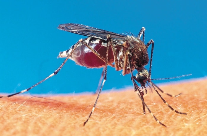 72749BCLN2007mosquito-closeup-7web