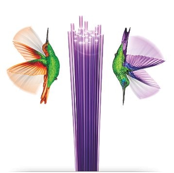 75786pentictonfibre-opposite-hummingbirds