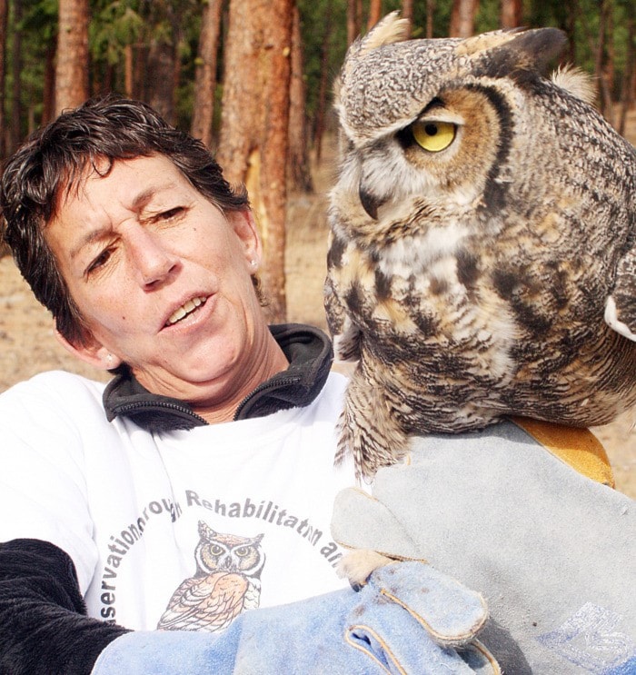 92676summerlandOwlrelease