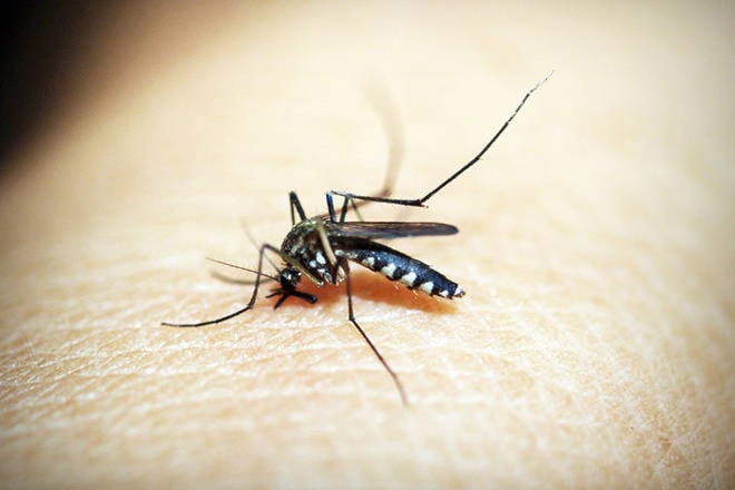 web1_170322-PWN-mosquito-T