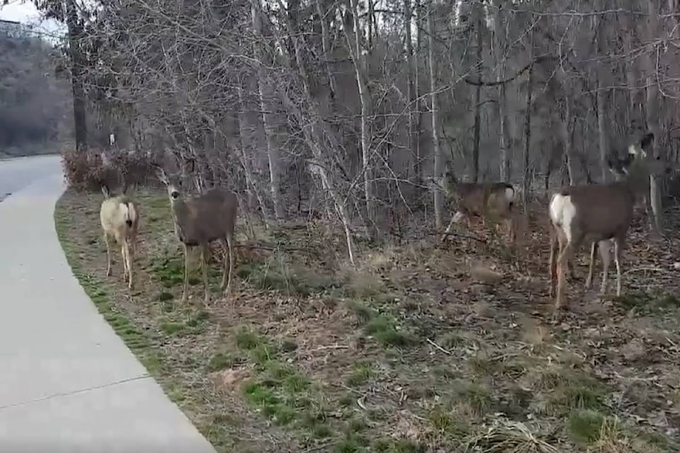 web1_170327-BPD-deer-pen