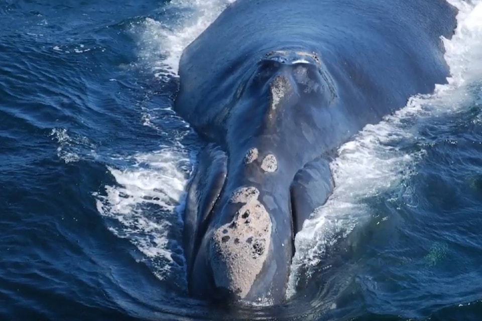 8122432_web1_170815-CPW-whale