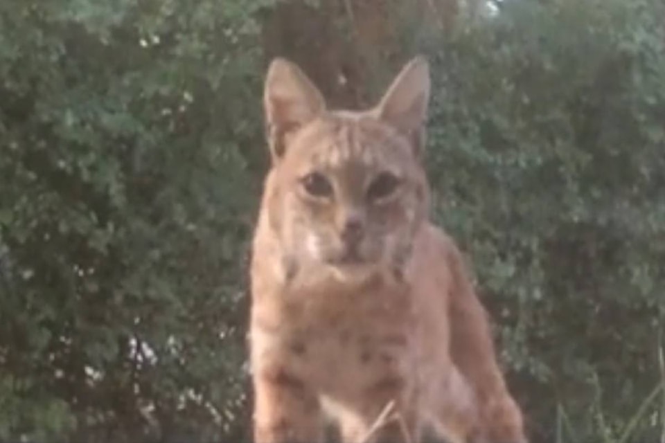 8155949_web1_170817-BPD-bobcat