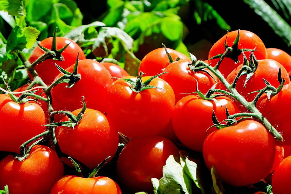 11065125_web1_Tomatoes