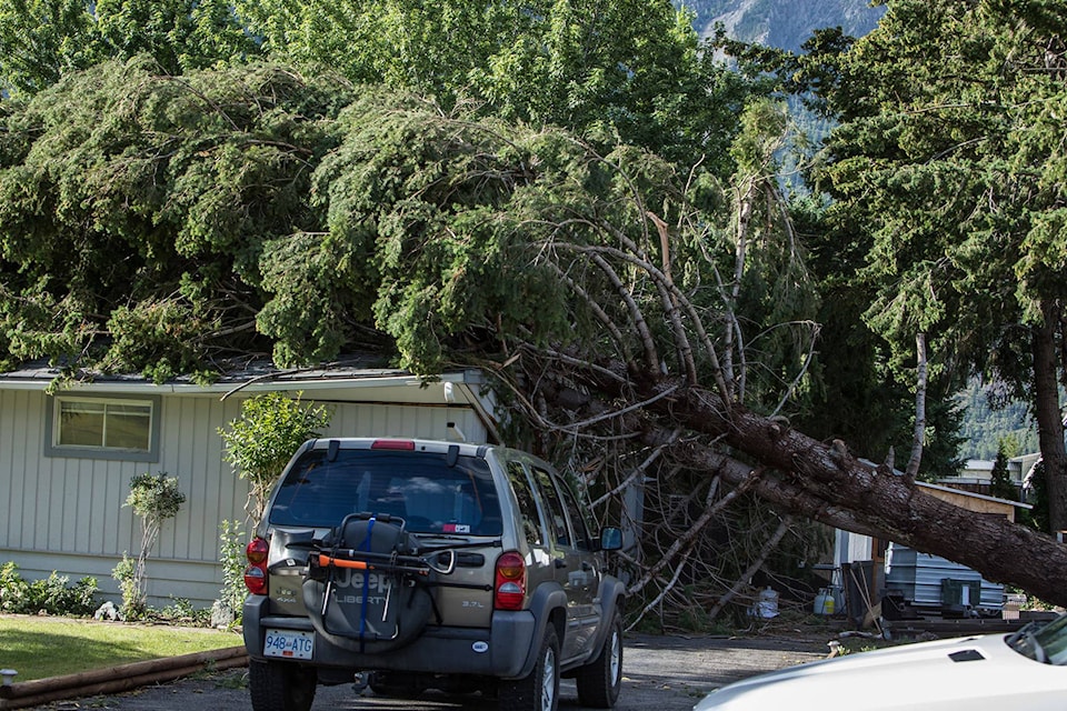 A tree came down on a home on 2nd Avenue around 3 a.m. No one was injured. (Joe Lebeau/Hashmark Photography).