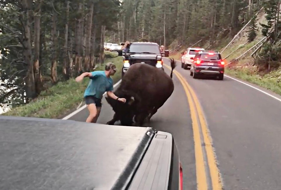 13015771_web1_bisonYellowstone