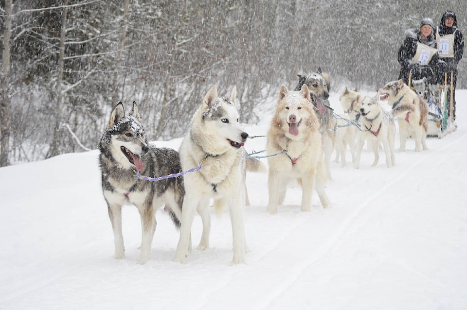 15522173_web1_190130-QCO-Sled-Dog-Photo-Page_7