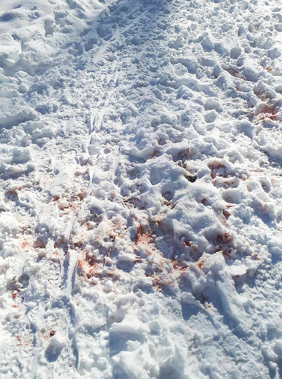 15734112_web1_190229-EVN-Blood-on-snow-dead-deer
