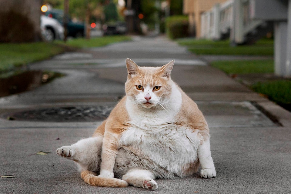 17727467_web1_fat-cat-cp