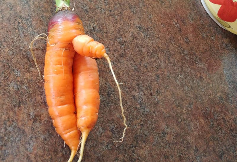 Some of these oddities could place in the UK’s Naughty Vegetable Competition.