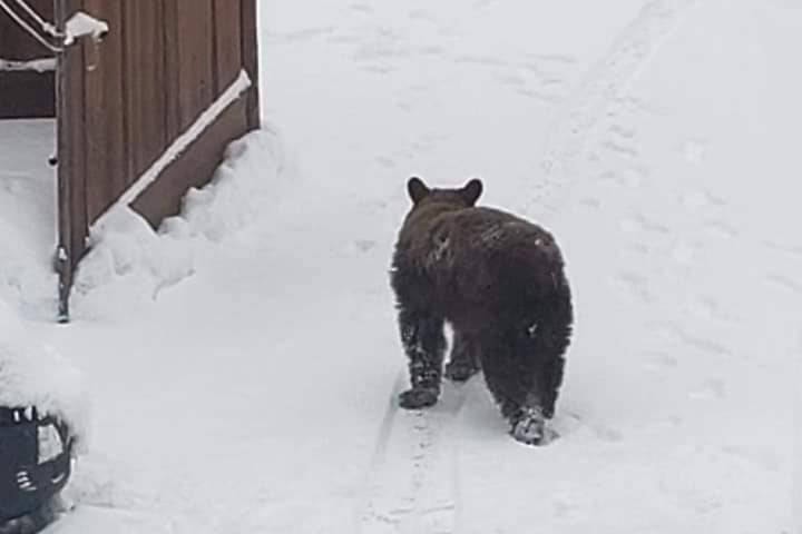 More sightings of a bear cub in Coldstream was reported to Facebook on Jan. 13, 2020. (Melissa Spenst Facebook)