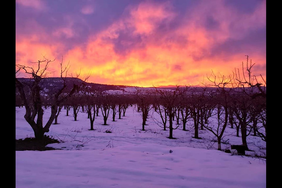 Lake Country Orchard sunrise. (Contributed)