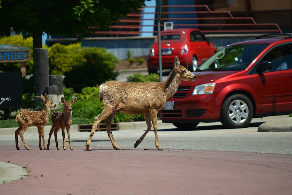 Fawns seen downtown Penticton, June 3. (Phil McLachlan - Western News)