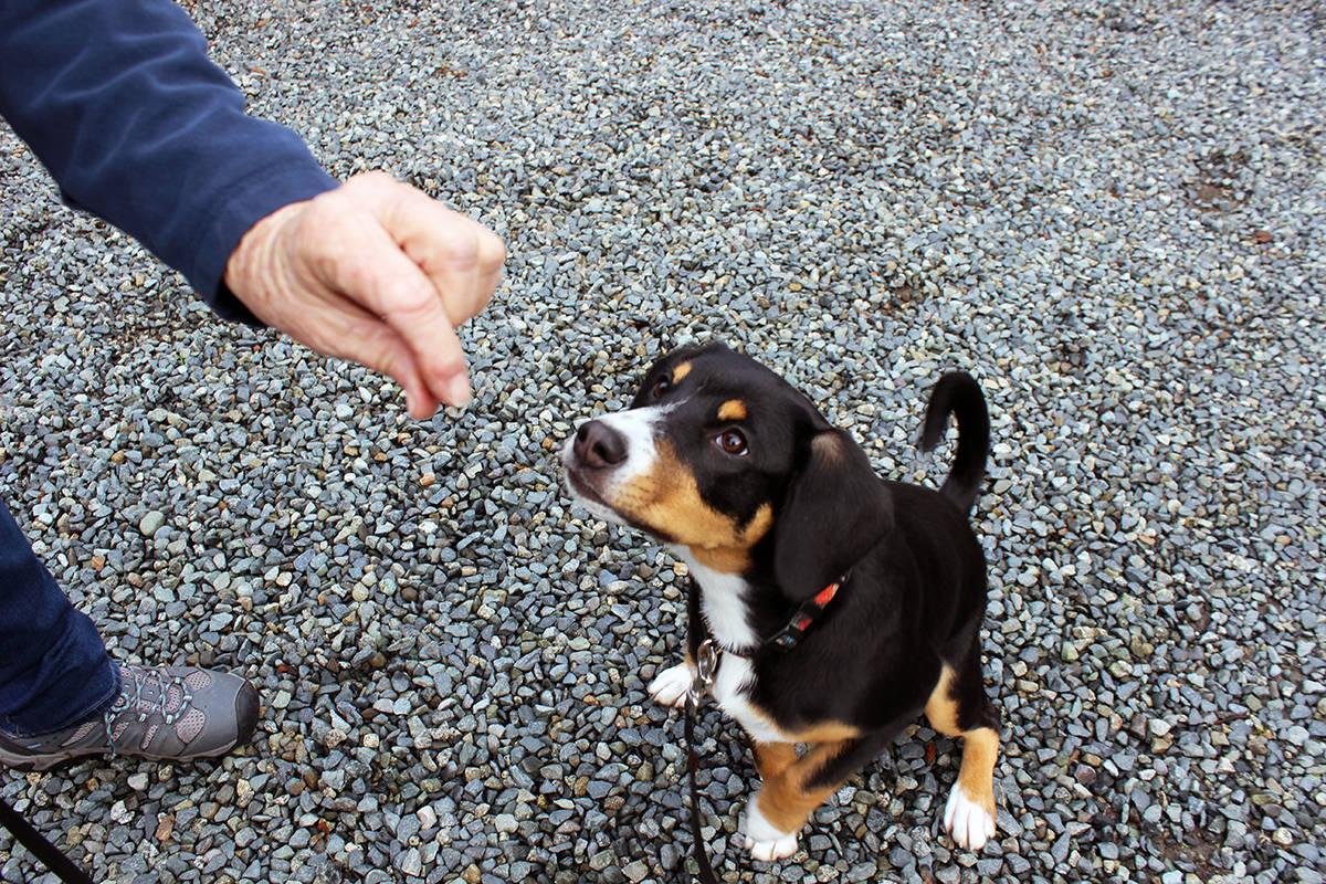 24116749_web1_210204-CHC-Lucky-puppy-recovers_4