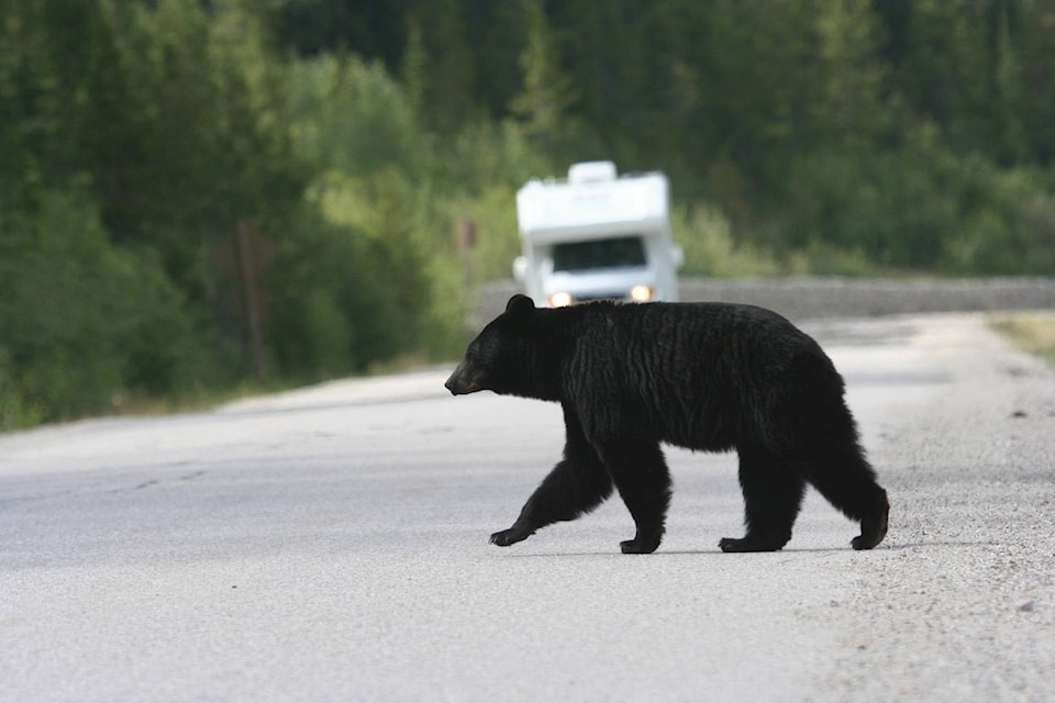 25537999_web1_210617-KCN-BEARHUMANCONFLICT-bear_1