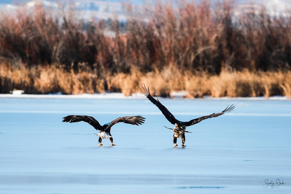 Eagles come in for a landing on Osoyoos Lake. (SSteck Photogrpahy) Eagles come in for a landing on Osoyoos Lake. (SSteck Photogrpahy)