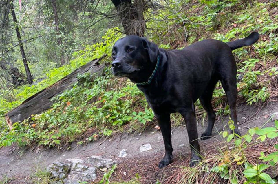 During a serious crash on Highway 97 in Kaleden, Boomer, the dog got out of the RV and ran into the woods. He has since been found. (Facebook)