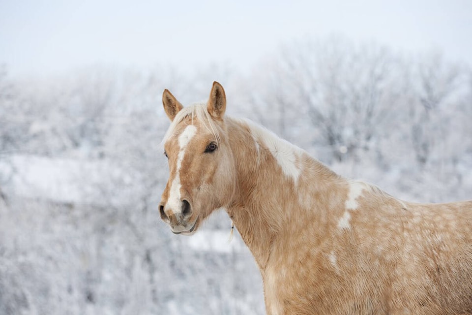 31069011_web1_211231-BPD-Horses-Highway-11111_1