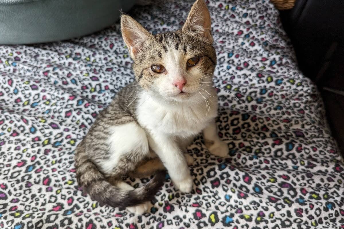 Cat online rescue okanagan