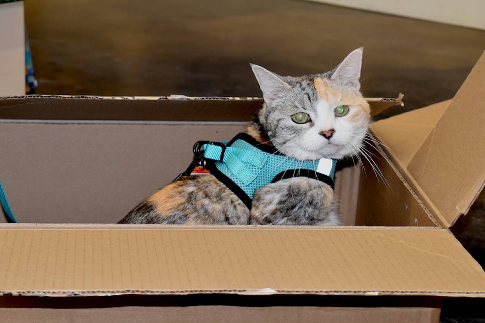 Konaleashes review sales