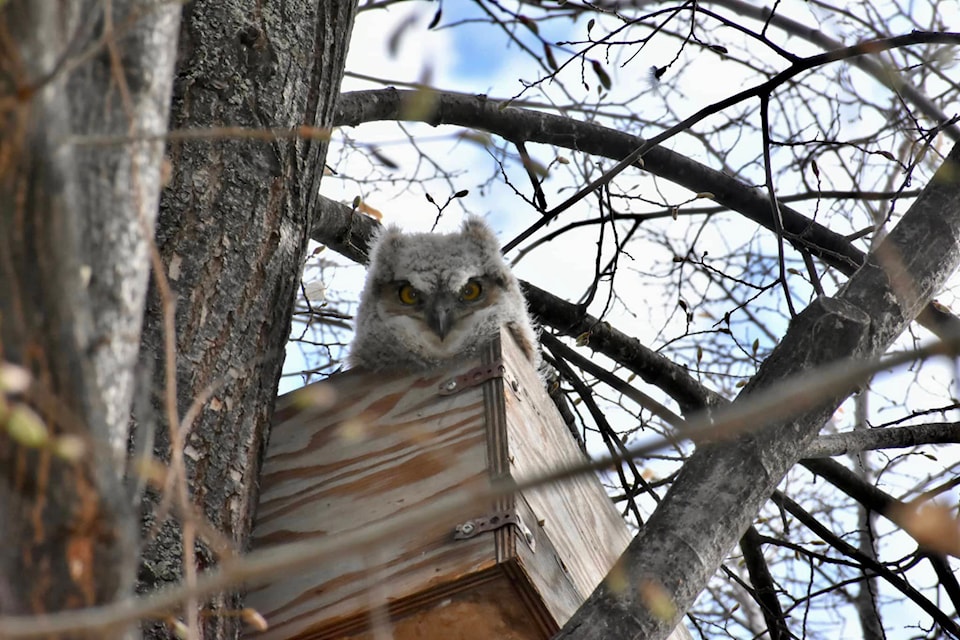 A baby Great Horned Owl stares out from its nest in Summerland. (Katrina Sopow - Submitted)