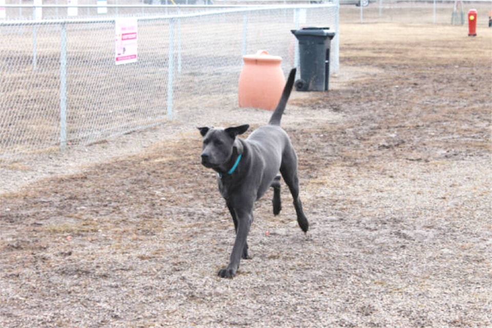 32890182_web1_230510-QCO-LAFS-quits-doggie-park_1