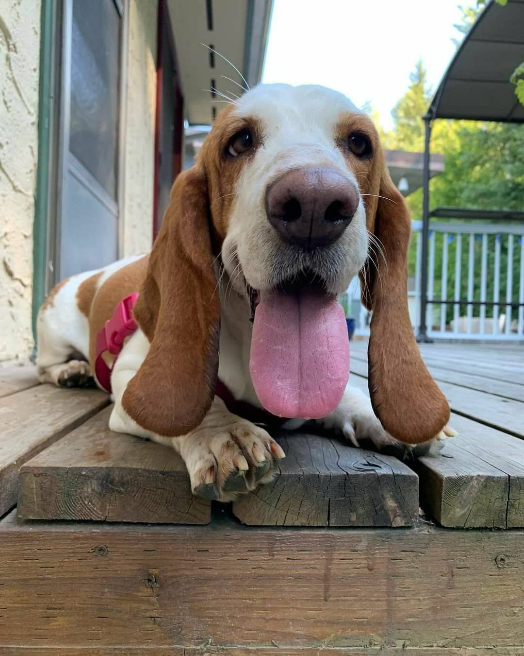 Zara happily settled into her new home in Revelstoke (Canadian Wings of Rescue)
