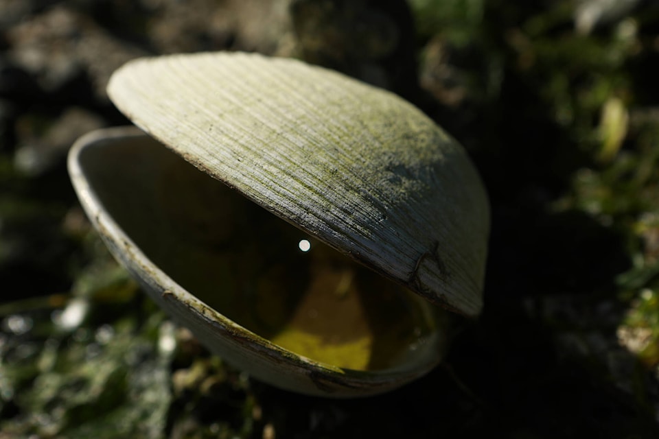 33634634_web1_230817-CPW-LJI-BC-Clam-Gardens-First-Nations-clam_1