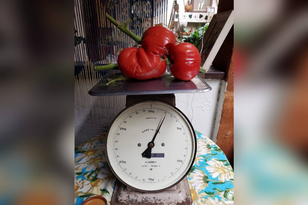 Theo from Theos Restaurant weighs the tomatoes from his backyard. (Tracey Anderson/Western News)