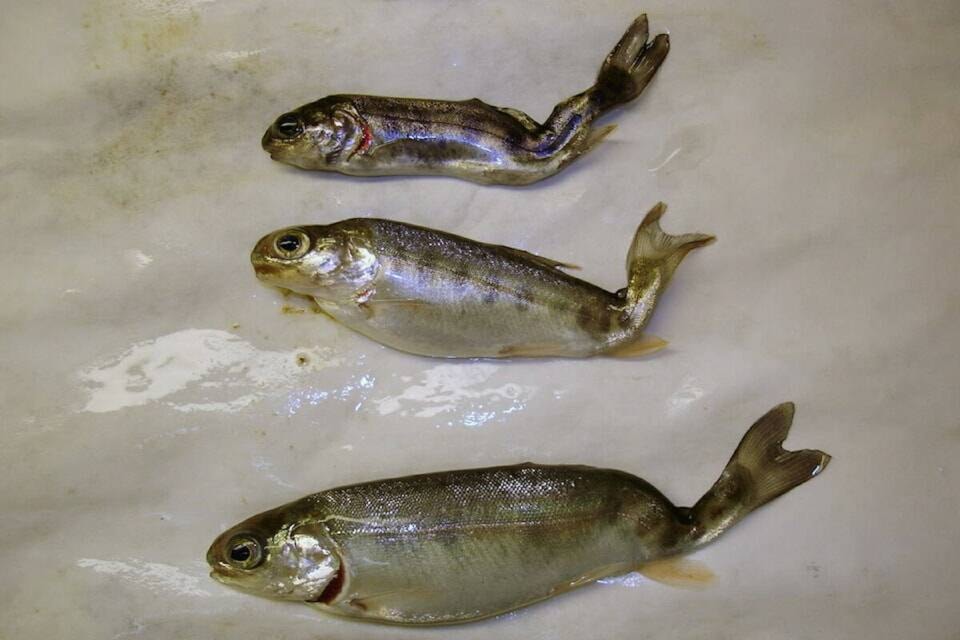 33990414_web1_230922-CPW-Whirling-Disease-Kootenays-fish_1