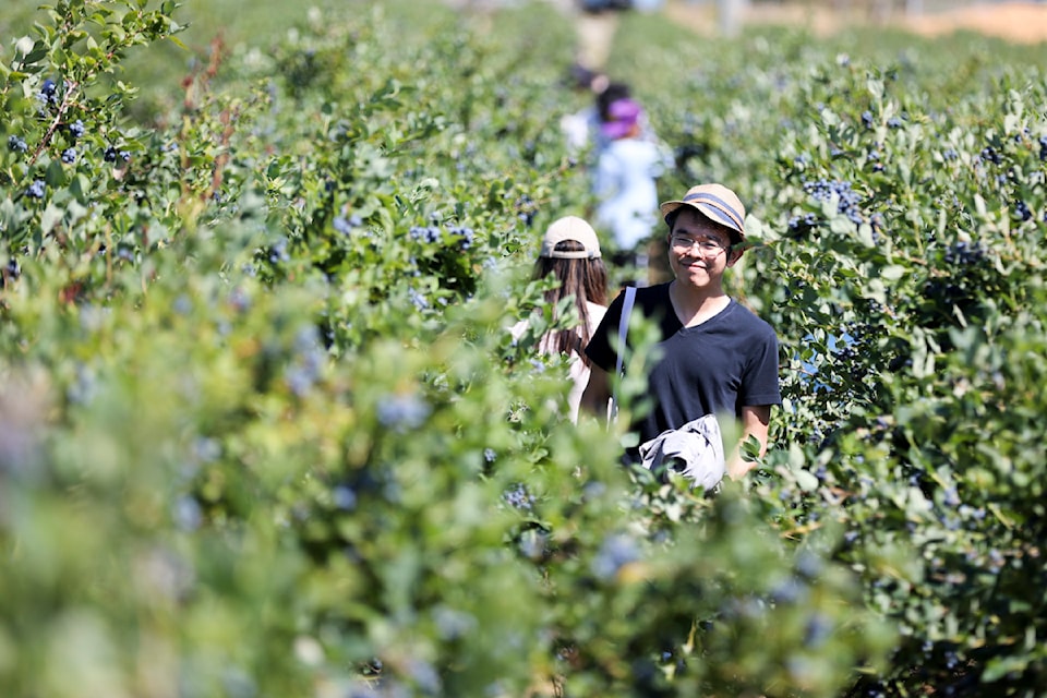 Surrey Farms hosted its annual blueberry festival at its 152 Street location in Surrey on Saturday, July 12, 2025. 
