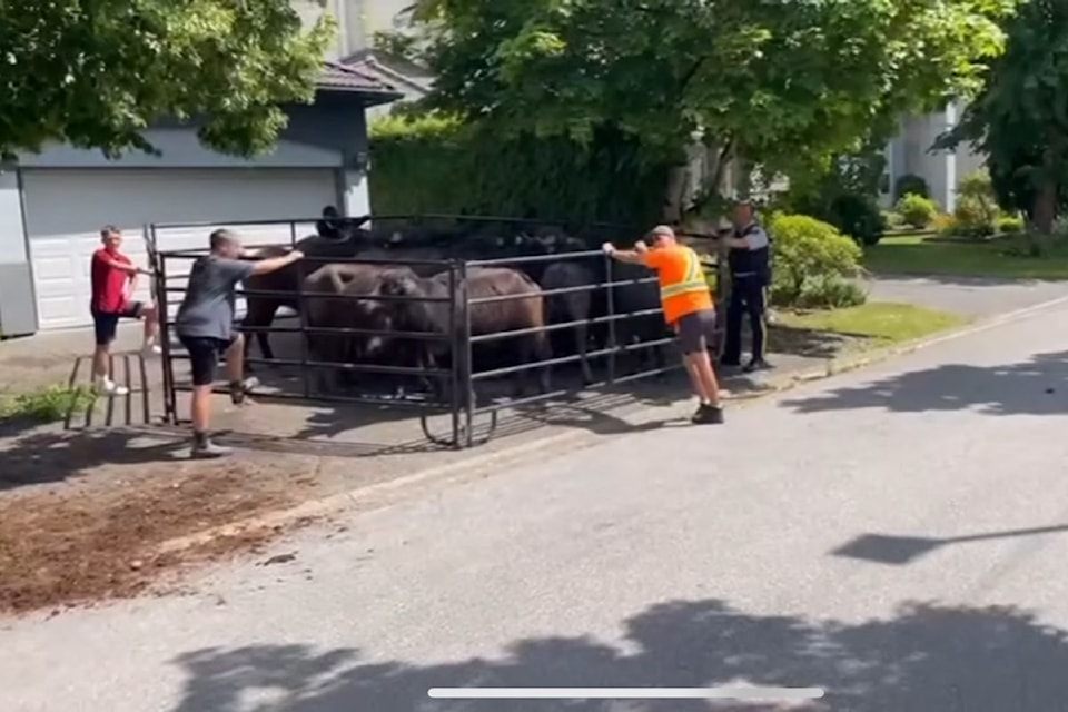 Water buffalo roaming Surrey streets