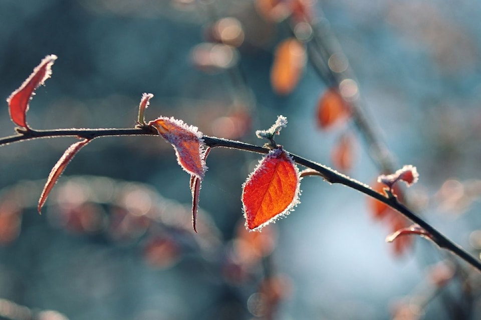 frost-website-size-2024-11-27t130159341