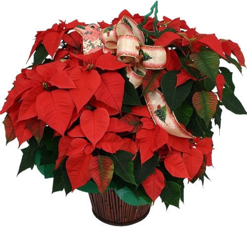 15669surreypoinsettia2