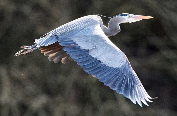 A great blue heron flies near a rookery in Tsawwassen.
BOAZ JOSEPH / THE LEADER