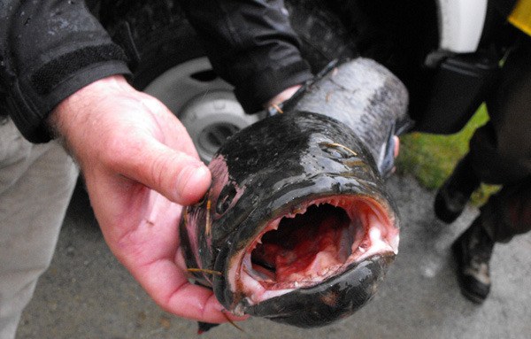 Invasive fish fines will bite wallet - Surrey Now-Leader