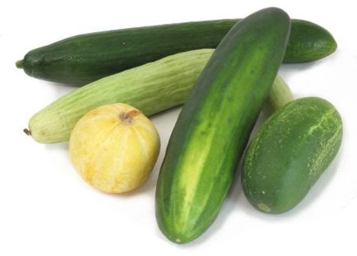 27443surreycucumbers-group