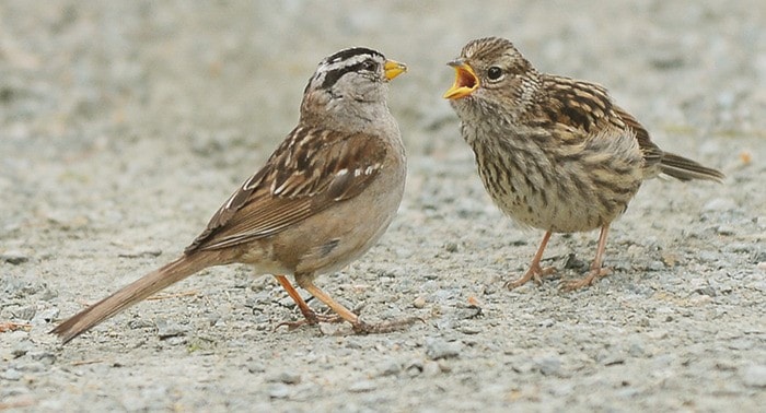 28096surreyw-sparrows