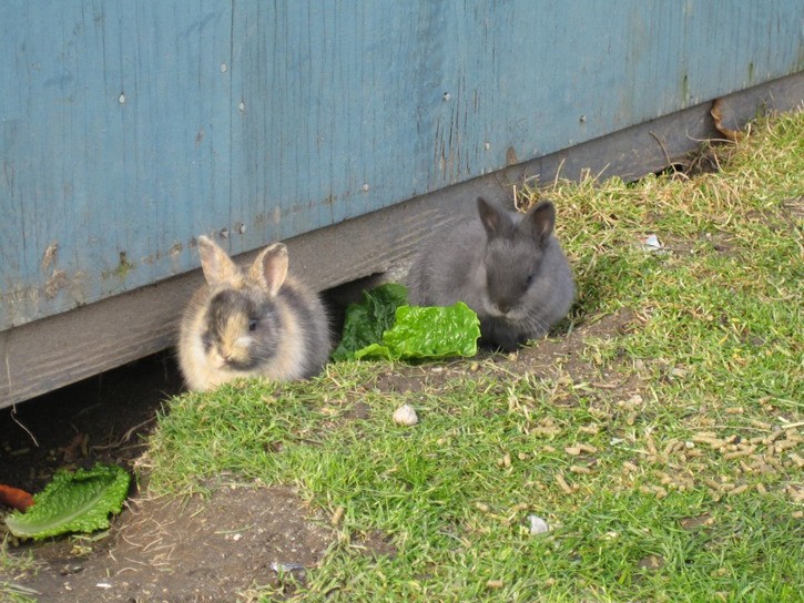 Saanich puts feral rabbits on the menu at UBCM conference in Victoria
