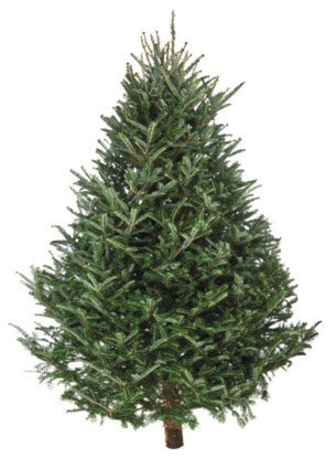 christmas tree 305px